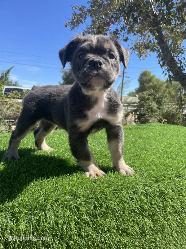 Dolly – English Bulldog puppy for sale in Los Angeles, CA