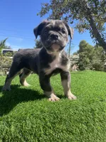 Dolly, a female English Bulldog for sale in Los Angeles, CA – 1 of 5