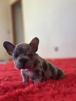 Spots , a female French Bulldog for sale in Los Angeles, CA – 6 of 7
