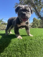 Dolly, a female English Bulldog for sale in Los Angeles, CA – 5 of 5