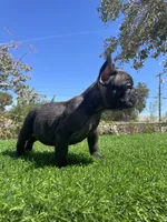 Shadow, a male French Bulldog for sale in Los Angeles, CA – 3 of 4