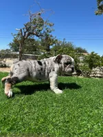 Marx, a male English Bulldog for sale in Los Angeles, CA – 3 of 4