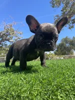 Shadow, a male French Bulldog for sale in Los Angeles, CA – 2 of 4