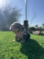 ROLLZ, a female English Bulldog for sale in Los Angeles, CA – 8 of 10