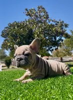 Goliath , a male French Bulldog for sale in Los Angeles, CA – 2 of 9