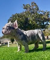 Spotz, a female French Bulldog for sale in Los Angeles, CA – 4 of 4