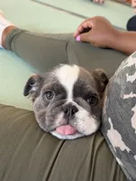 Sully, a male English Bulldog for sale in Los Angeles, CA – 7 of 7