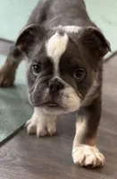 Sully, a male English Bulldog for sale in Los Angeles, CA – 3 of 7
