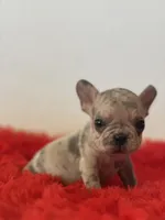 Dolly, a female French Bulldog for sale in Los Angeles, CA – 5 of 7