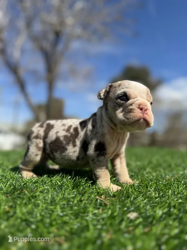 Twix  – English Bulldog puppy for sale in Los Angeles, CA
