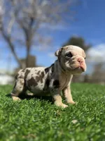 Twix , a female English Bulldog for sale in Los Angeles, CA – 1 of 1