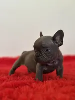 Bingo, a male French Bulldog for sale in Los Angeles, CA – 2 of 8
