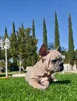 Goliath , a male French Bulldog for sale in Los Angeles, CA – 9 of 9