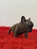 Bingo, a male French Bulldog for sale in Los Angeles, CA – 8 of 8