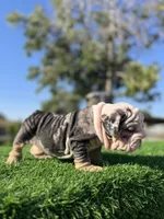 ROLLZ, a female English Bulldog for sale in Los Angeles, CA – 5 of 10
