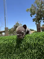 TINY, a female French Bulldog for sale in Los Angeles, CA – 6 of 6