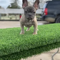 Pluto, a male French Bulldog for sale in Los Angeles, CA – Photo 4 of 4