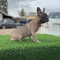Pluto, a male French Bulldog for sale in Los Angeles, CA – Photo 3 of 4