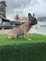 Pluto, a male French Bulldog for sale in Los Angeles, CA – Photo 3 of 4