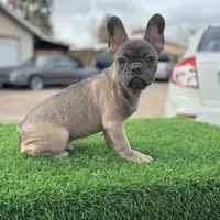 Pluto, a male French Bulldog for sale in Los Angeles, CA – Photo 1 of 4
