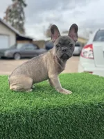 Pluto, a male French Bulldog for sale in Los Angeles, CA – Photo 1 of 4
