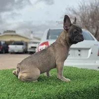 Pluto, a male French Bulldog for sale in Los Angeles, CA – Photo 2 of 4