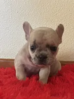 MooMoo, a female French Bulldog for sale in Los Angeles, CA – 4 of 4