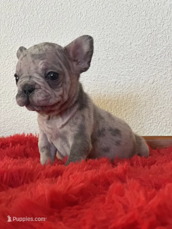 Dolly – French Bulldog puppy for sale in Los Angeles, CA