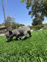 TINY, a female French Bulldog for sale in Los Angeles, CA – 5 of 6