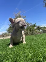 Caramel, a male French Bulldog for sale in Los Angeles, CA – 4 of 7