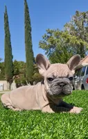 Goliath , a male French Bulldog for sale in Los Angeles, CA – 3 of 9