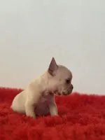 Frosty, a male French Bulldog for sale in Los Angeles, CA – 3 of 5