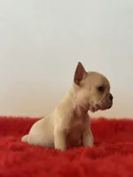 Frosty, a male French Bulldog for sale in Los Angeles, CA – 5 of 5