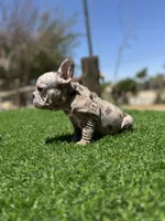 Violet, a female French Bulldog for sale in Los Angeles, CA – 3 of 7