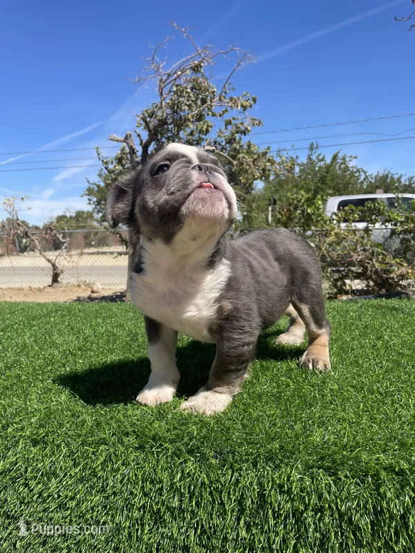 Sully – English Bulldog puppy for sale in Los Angeles, CA