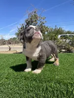 Sully, a male English Bulldog for sale in Los Angeles, CA – 1 of 5
