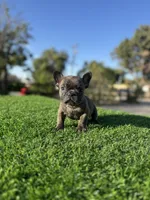 Bingo, a male French Bulldog for sale in Los Angeles, CA – 7 of 7
