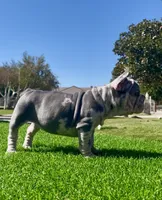 Spotz, a female French Bulldog for sale in Los Angeles, CA – 3 of 4