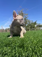 Caramel, a male French Bulldog for sale in Los Angeles, CA – 6 of 7