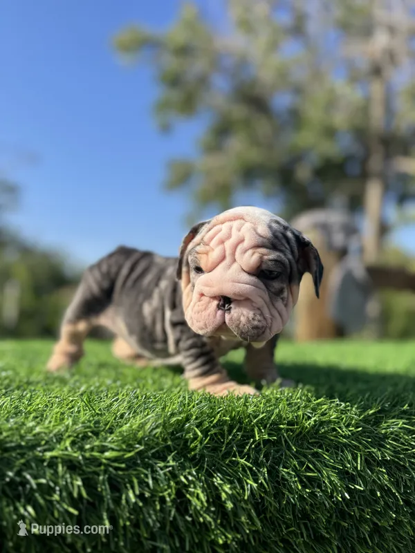 ROLLZ – English Bulldog puppy for sale in Los Angeles, CA