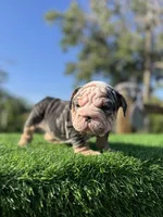 ROLLZ, a female English Bulldog for sale in Los Angeles, CA – 7 of 10