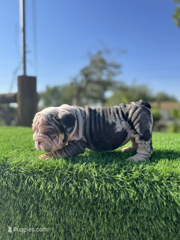 ROLLZ – English Bulldog puppy for sale in Los Angeles, CA