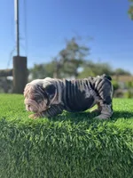 ROLLZ, a female English Bulldog for sale in Los Angeles, CA – 2 of 10