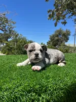 Marx, a male English Bulldog for sale in Los Angeles, CA – 4 of 4