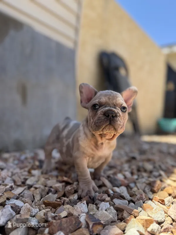 Thor – French Bulldog puppy for sale in Los Angeles, CA