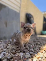 Thor, a male French Bulldog for sale in Los Angeles, CA – 4 of 7
