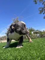 Sully, a male English Bulldog for sale in Los Angeles, CA – 3 of 5