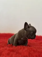 Bingo, a male French Bulldog for sale in Los Angeles, CA – 7 of 8