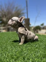 Violet, a female French Bulldog for sale in Los Angeles, CA – 6 of 7