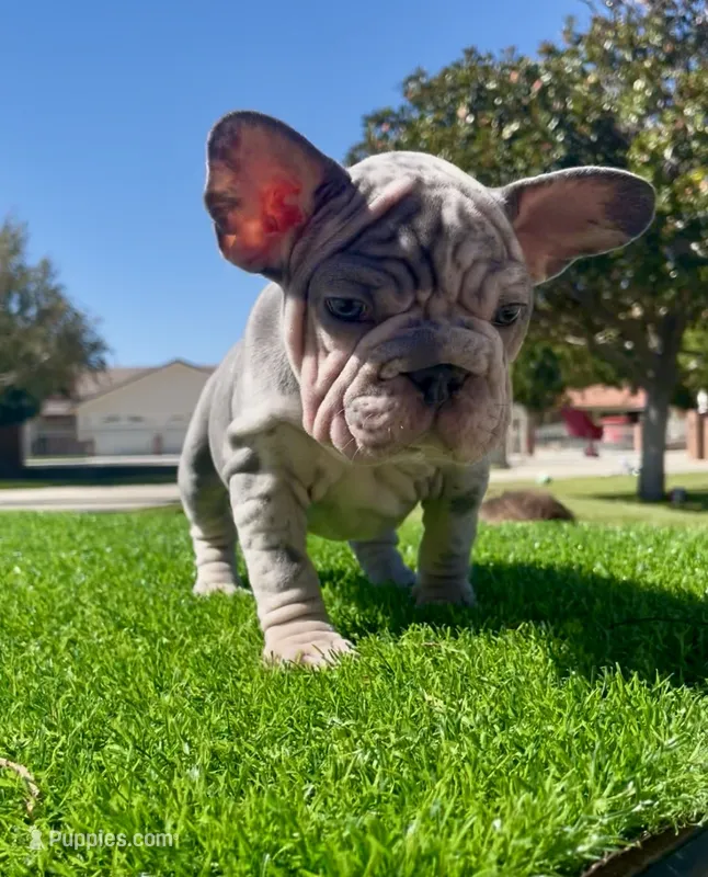 Spotz – French Bulldog puppy for sale in Los Angeles, CA